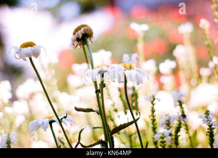 Echinacea weißen Blüten. Viele Blüten. Sonnige Bild Stockfoto