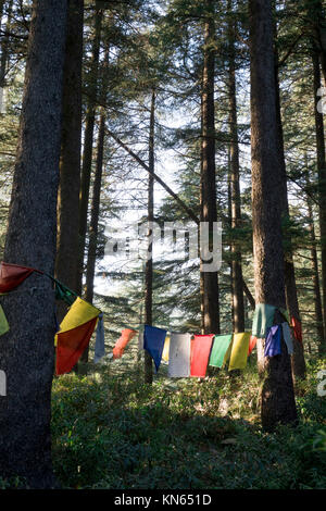 Tibetische Gebetsfahnen Aufhängen von Tress in Wald bei Mcleod Ganj, Indien Stockfoto