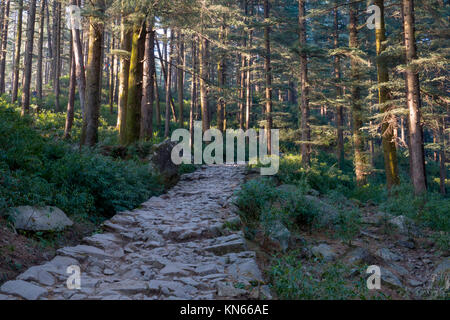 Alte Stein weg durch Zedernwald führt zur triund aus Dharamkot, Indien Stockfoto
