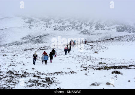 Die Cairngorm-Rentierherde ist die einzige Rentierherde Großbritanniens, die in den Cairngorm-Bergen in der Nähe des Skigebiets Aviemore in frei herumwandern kann Stockfoto