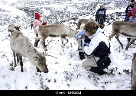 Die Cairngorm-Rentierherde ist die einzige Rentierherde Großbritanniens, die in den Cairngorm-Bergen in der Nähe des Skigebiets Aviemore in frei herumwandern kann Stockfoto