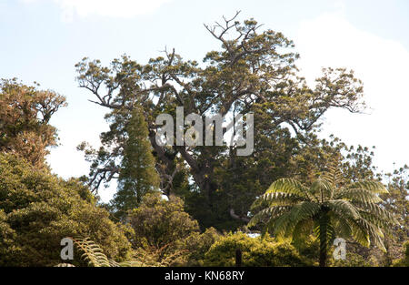 Tane Mahuta eines der größten verbleibenden Kauri Bäume in der Welt. Es ist in den Waipoua Regenwald in der Nähe von Dargaville, North Island, Neuseeland gefunden, Stockfoto