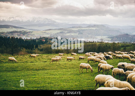 Frühling Landschaft mit einer Herde von Schafen auf der Weide auf den Hügeln des Pieniny mit der Tatra im Hintergrund Stockfoto