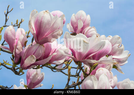 Die Magnolien blühen auf blauen Himmel Hintergrund schöne Pflanzen echten Outdoor laub baum Deko Lila Weiß Stockfoto