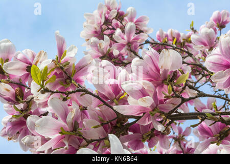 Die Magnolien blühen auf blauen Himmel Hintergrund schöne Pflanzen echten Outdoor laub baum Deko Lila Weiß Stockfoto