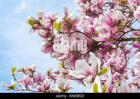 Die Magnolien blühen auf blauen Himmel Hintergrund schöne Pflanzen echten Outdoor laub baum Deko Lila Weiß Stockfoto