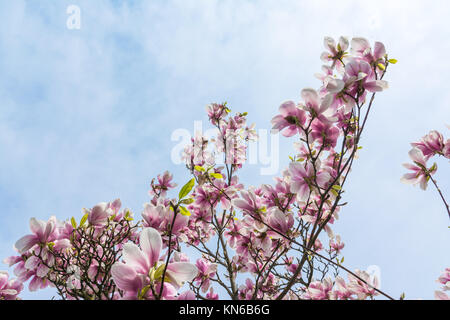 Die Magnolien blühen auf blauen Himmel Hintergrund schöne Pflanzen echten Outdoor laub baum Deko Lila Weiß Stockfoto