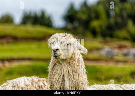 Leiter der Weißen Lama im alten Inka Zitadelle, Cuzco, Peru Stockfoto