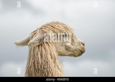 Leiter der Weißen Lama im alten Inka Zitadelle, Cuzco, Peru Stockfoto