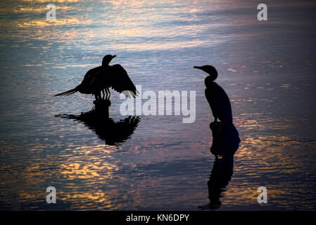 Silhouetten von Vögeln, die auf hölzernen Pier Rückstände in einem See bei Sonnenuntergang Stockfoto