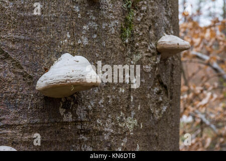 Baum Rinde Stamm mit Pilzen Wald Closeup Biologie Botanik weiß Herbst Stockfoto