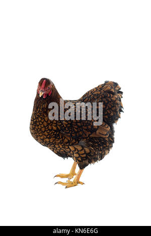 Wyandotte bantam Huhn golden geschnürt in weißen Hintergrund Seitenansicht isoliert Stockfoto