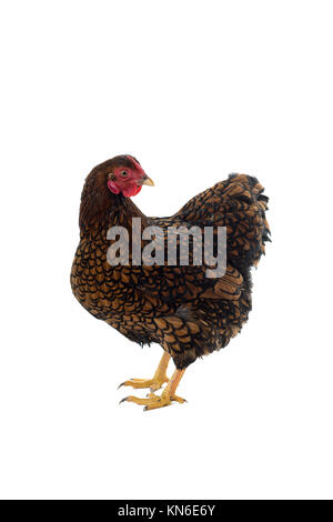 Wyandotte bantam Huhn golden geschnürt in weißen Hintergrund Seitenansicht isoliert Stockfoto