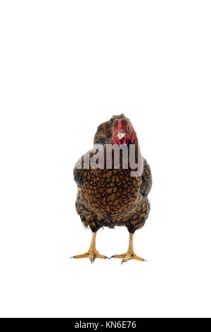 Wyandotte bantam Huhn golden geschnürt in weißen Hintergrund Seitenansicht isoliert Stockfoto