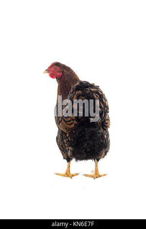 Wyandotte bantam Huhn golden geschnürt in weißen Hintergrund Seitenansicht isoliert Stockfoto