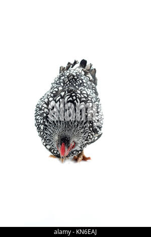 Wyandotte bantam Huhn Silber geschnürt in weißem Hintergrund Stockfoto