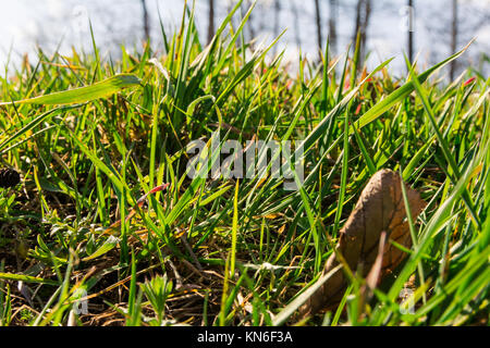 Sonnige Himmel Wolken hinter Bright Green Grass Blades mit Hintergrundbeleuchtung Masse Makro Hintergrund Natur Stockfoto