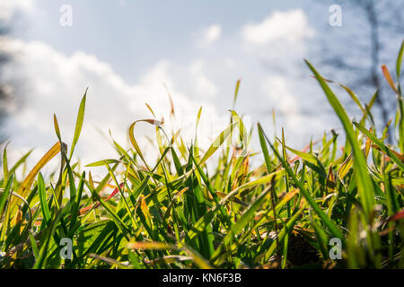 Sonnige Himmel Wolken hinter Bright Green Grass Blades mit Hintergrundbeleuchtung Masse Makro Hintergrund Natur Stockfoto