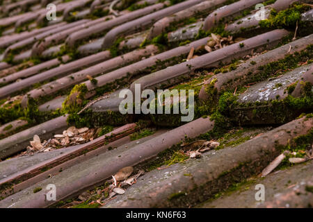 Ton Dachschindeln Europäischen deutschen Moss Schmutzige Alte Halle Top Closeup Stockfoto
