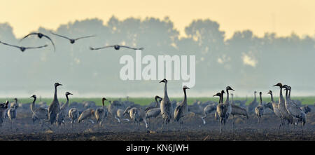 Krane in einem Feld der Nahrungssuche. Kranich, Grus Grus, Big Bird im natürlichen Lebensraum. Fütterung der Krane bei Sonnenaufgang im Nationalpark Agamon Stockfoto