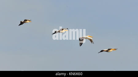 Große weiße Pelikane, Pelecanus onocrotalus, Eastern White Pelican, rosa Pelikan oder weiße Pelikan. Große Wasservögel mit den langen Schnäbeln und einem großen throa Stockfoto