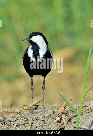 Close up Portrait von Sporn - winged Kiebitz. Der Sporn - winged Kiebitz oder Sporn - winged plover (Vanellus Spinosus) ist ein KIEBITZ Arten. Stockfoto