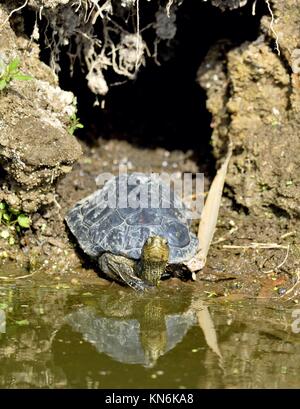 Der Kaspischen Schildkröte oder gestreift - Hals terrapin (Mauremys caspica) im natürlichen Lebensraum Stockfoto