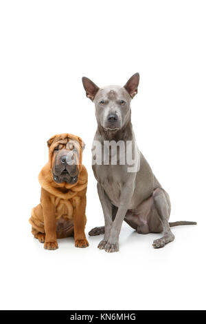 Schönen Shar Pei Welpen und Thai Ridgeback Dog auf weißem Hintergrund. Kopieren Sie Platz Stockfoto