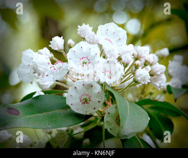 Mountain Laurel blüht in Kentucky Wald Stockfoto