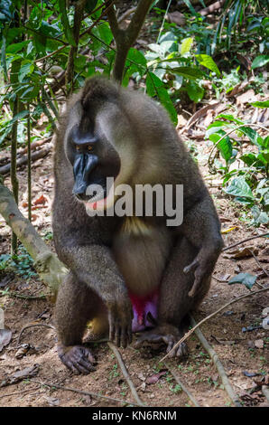 Portrait von großen Bohrer monkey Alpha Male im Regenwald von Nigeria Stockfoto