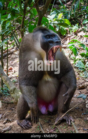 Portrait von großen Bohrer monkey Alpha Male im Regenwald von Nigeria Stockfoto