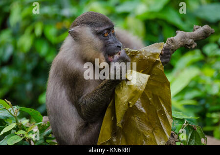 Porträt der jungen Bohren monkey Fütterung auf Blatt im Regenwald von Nigeria Stockfoto