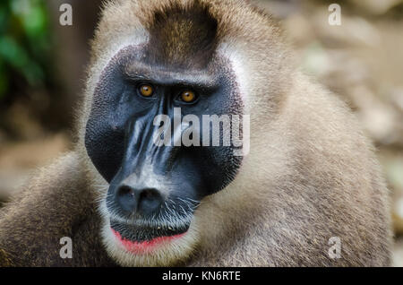 Portrait von großen Bohrer monkey Alpha Male im Regenwald von Nigeria Stockfoto