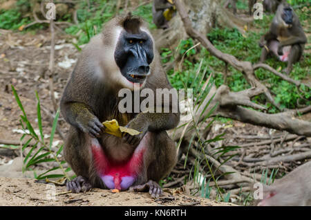 Portrait von großen Bohrer monkey Alpha Male im Regenwald von Nigeria Stockfoto