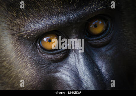 Closeup Portrait von jungen bohren Affe im Regenwald von Nigeria Stockfoto
