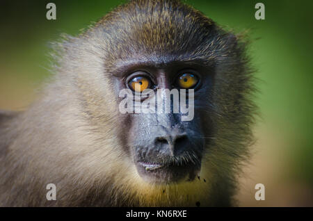 Closeup Portrait von jungen bohren Affe im Regenwald von Nigeria Stockfoto