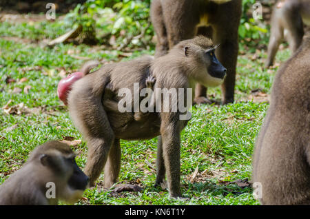 Bohrer monkey Mutter mit Kind im Regenwald von Nigeria Stockfoto