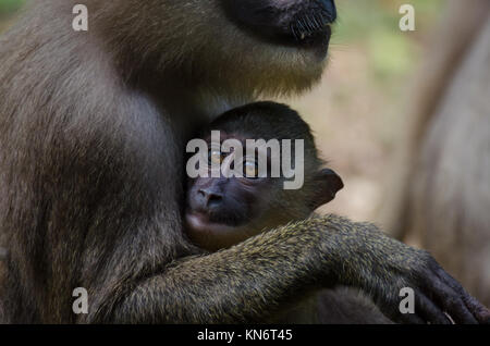 Bohrer Monkey Baby in den Armen der Mutter im Regenwald von Nigeria Stockfoto