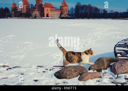 Katze gegen Burg Trakai Insel im Winter zu Fuß. Die Katze im Fokus Stockfoto