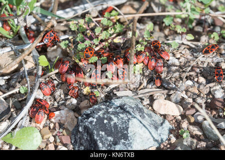 Große Gruppe von brandstifter (Pyrrhocoris apterus) auf dem Boden in Zypern Stockfoto