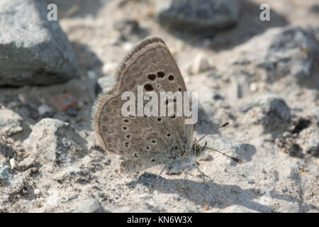 Nahaufnahme einer Afrikanischen Gras blauer Schmetterling (Zizeeria Knysna, auch als dunklen Gras blau) in Zypern Stockfoto