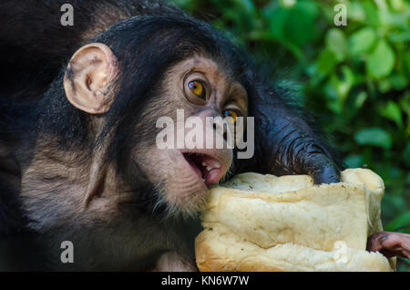 Portrait von Schimpansen Baby füttern auf Brot, Nigeria Stockfoto