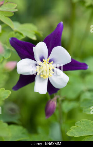 Aquilegia Blume. Stockfoto