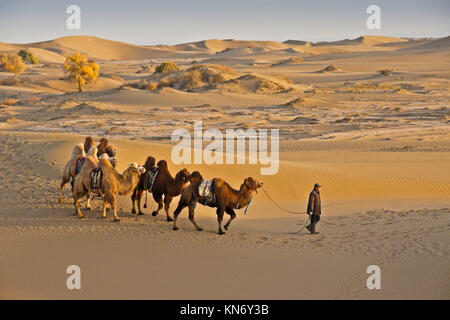 Mann baktrischen Kamele durch die Wüste Gobi mit Pappeln im Herbst in der Nähe von Ejina Qi, der Inneren Mongolei, China Stockfoto