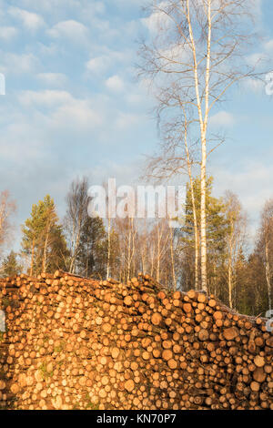 Sunlit Woodpile von industrieholz in einem Wald Stockfoto