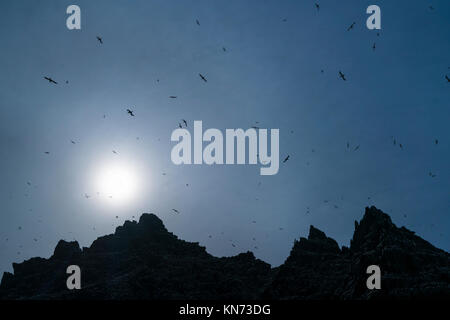 Little Skellig, Skelling Inseln, County Kerry, Irland, Europa Stockfoto