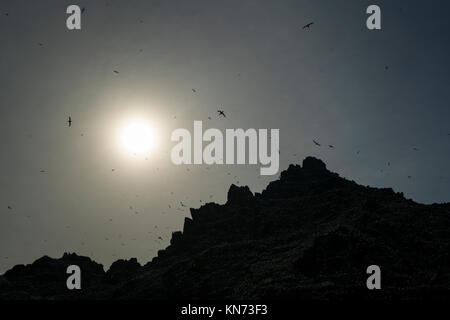 Little Skellig, Skelling Inseln, County Kerry, Irland, Europa Stockfoto