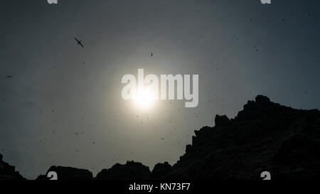 Little Skellig, Skelling Inseln, County Kerry, Irland, Europa Stockfoto