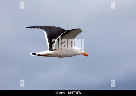 Pacific Möwe durch den klaren, blauen Himmel an der Küste fliegen in Victoria Australien Stockfoto