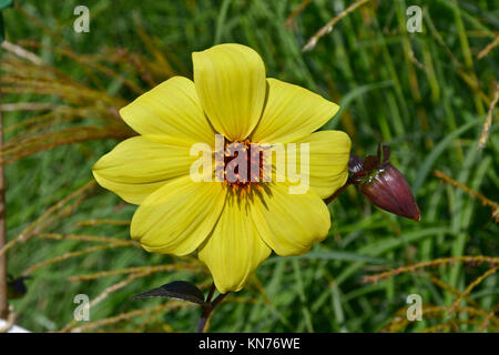 Blühende Dahlie 'Knock Out' in einem Garten Grenze Stockfoto